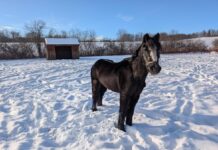 Adoptable horse Belle.