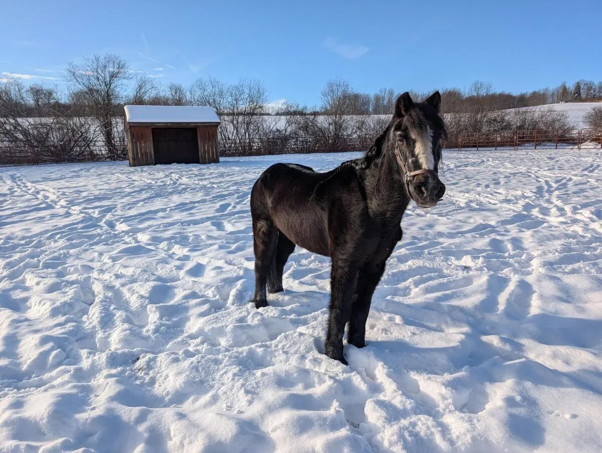 ASPCA Right Horse Adoptable Horse of the Week: Belle
