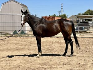 ASPCA Right Horse Adoptable Horse of the Week: Big Boy