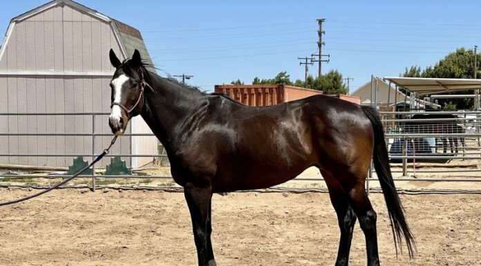 Adoptable horse Big Boy