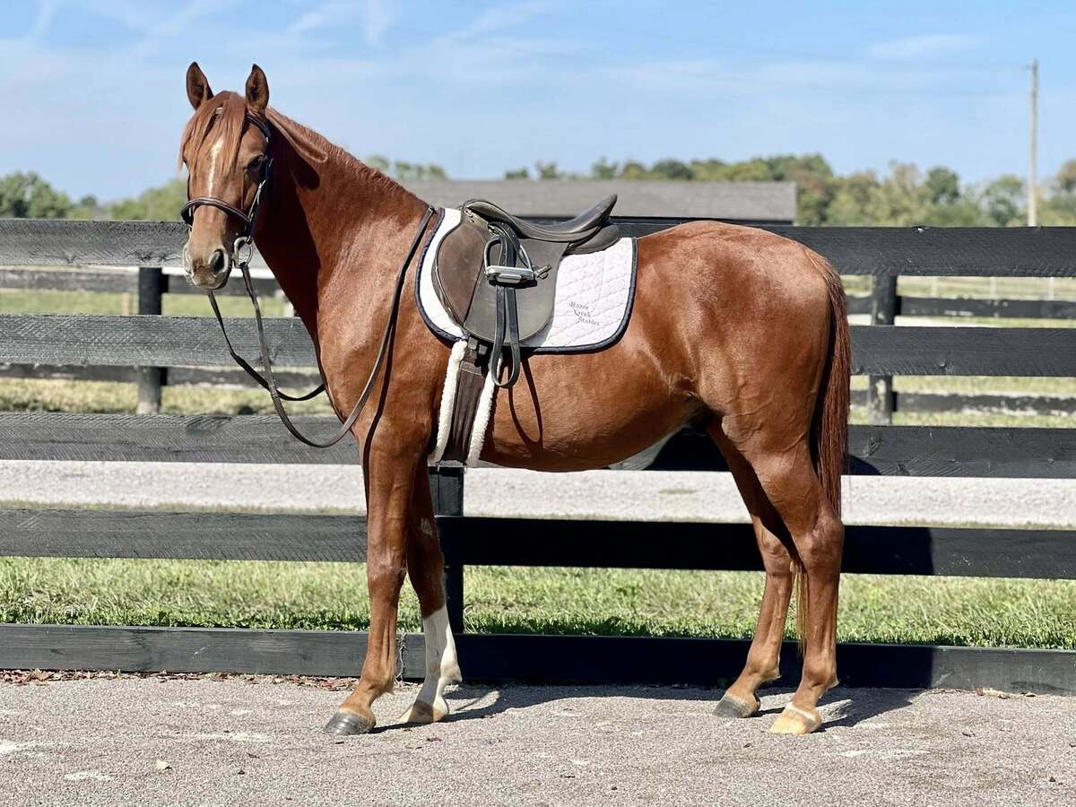 Adoptable horse Bixby.