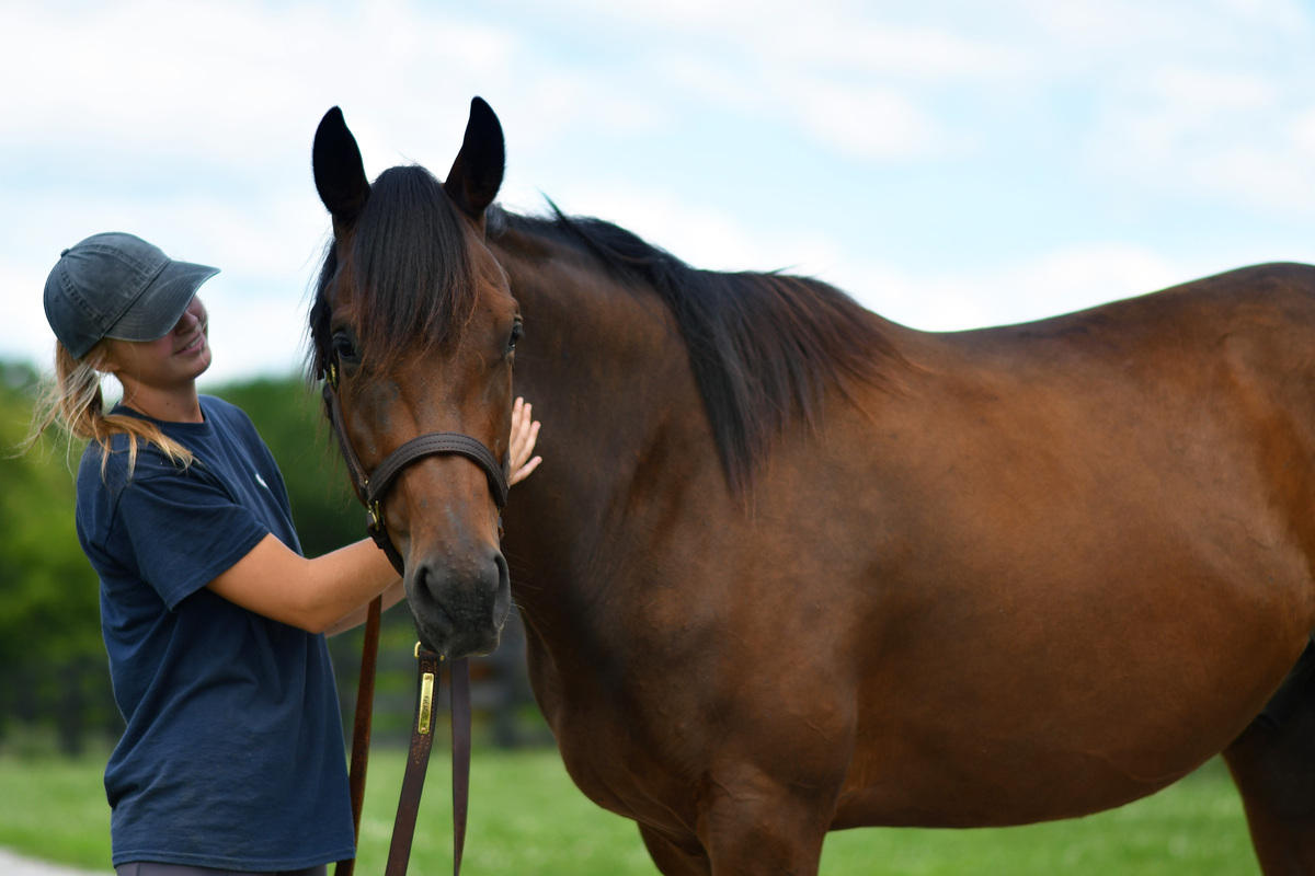 ASPCA Right Horse Adoptable Horse of the Week: Blame Bourbon