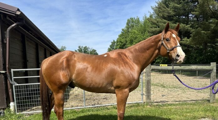 Adoptable horse Blaze