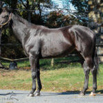 Adoptable horse Breaking Bullet.