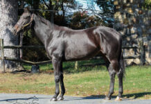 ASPCA Right Horse Adoptable Horse of the Week: Breaking Bullet Adoptable horse Breaking Bullet.