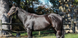 Adoptable horse Breaking Bullet.