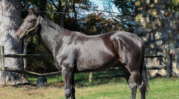 Adoptable horse Breaking Bullet.