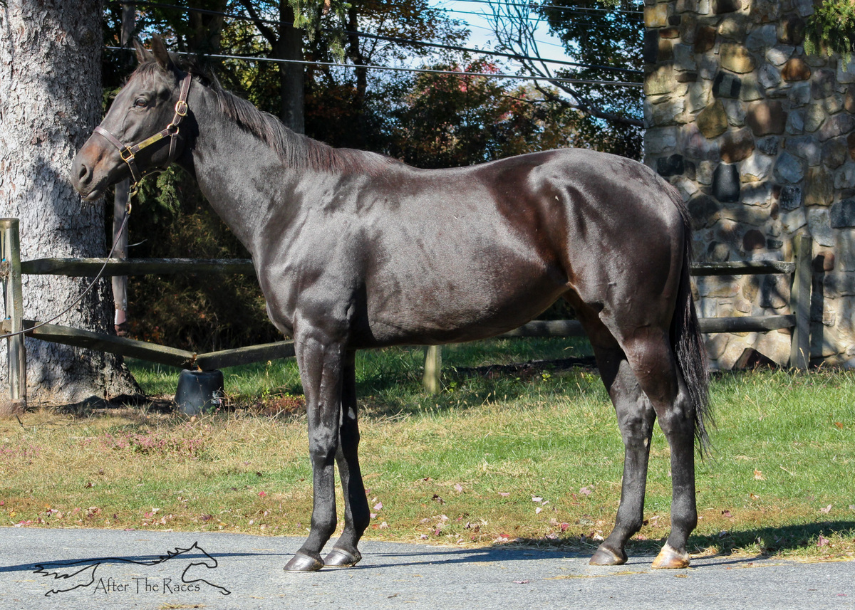 Adoptable horse Breaking Bullet.