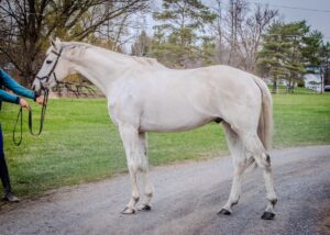 ASPCA Right Horse Adoptable Horse of the Week: Breath of Royalty AKA Rook