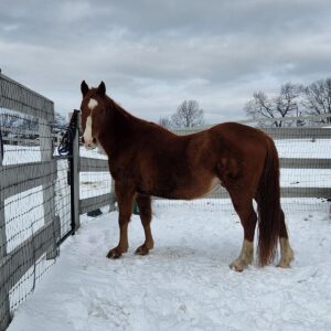 ASPCA Right Horse Adoptable Horse of the Week: Brew