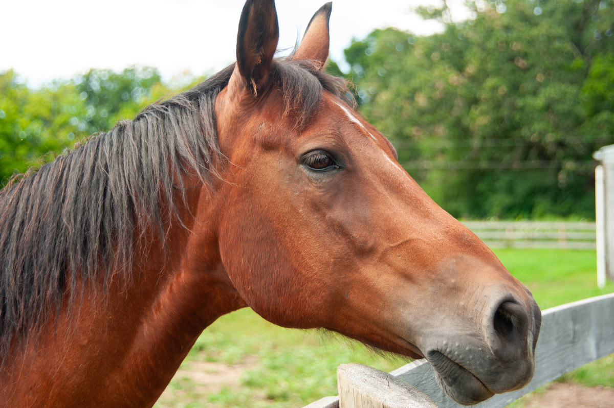 Adoptable horse Byron.