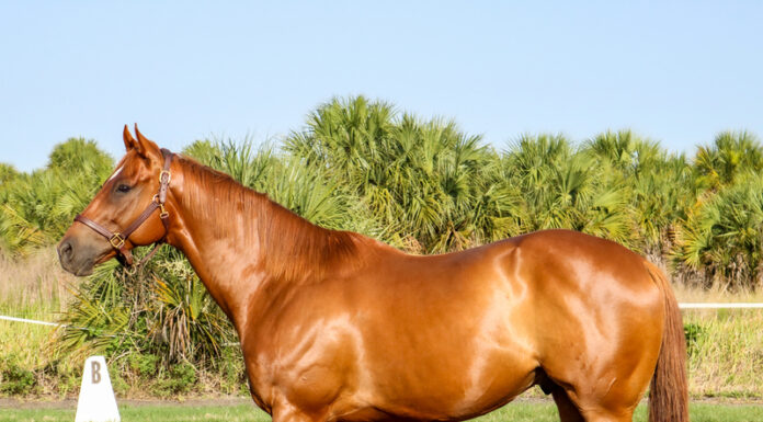 Adoptable horse Cabre