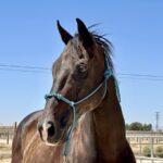 Adoptable horse Cabrio.