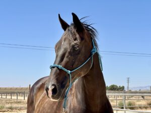 ASPCA Right Horse Adoptable Horse of the Week: Cabrio