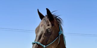 Adoptable horse Cabrio.