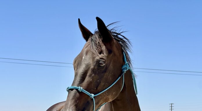 Adoptable horse Cabrio.