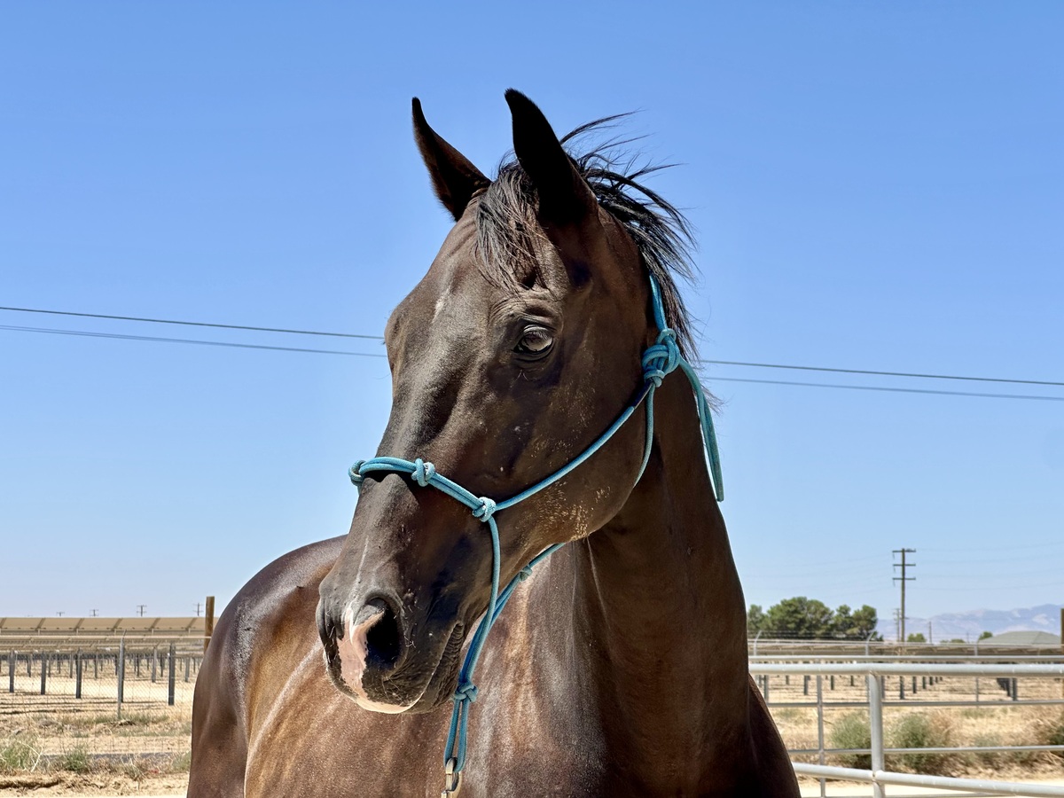 Adoptable horse Cabrio.