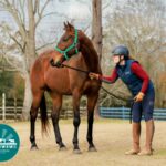 ASPCA Right Horse Adoptable Horse of the Week: Cajun Crazy Adoptable horse Cajun Crazy (CC).