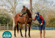 Adoptable horse Cajun Crazy (CC).