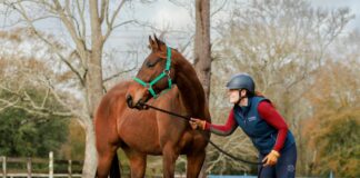 Adoptable horse Cajun Crazy (CC).