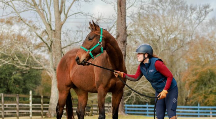 Adoptable horse Cajun Crazy (CC).