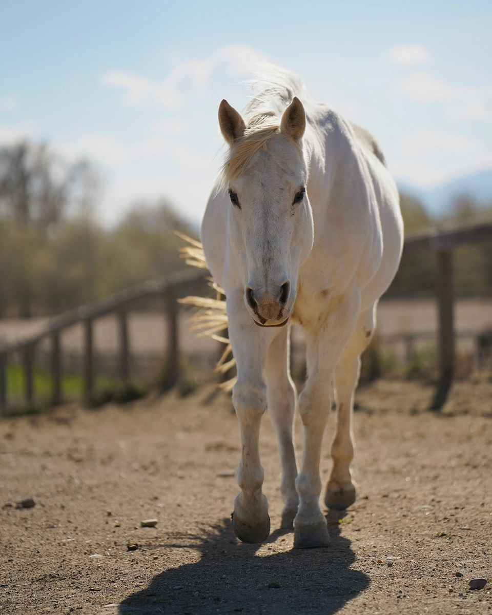Adoptable horse Callie.