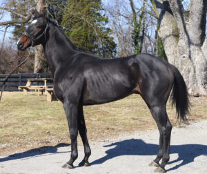 ASPCA Right Horse Adoptable Horse of the Week: Camp Hope