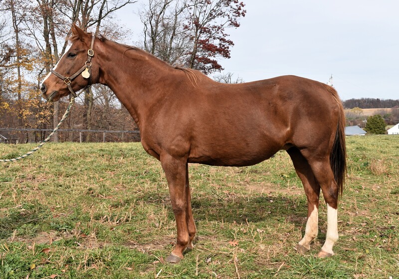 Adoptable horse Caramore