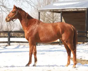 ASPCA Right Horse Adoptable Horse of the Week: Caramel Angel