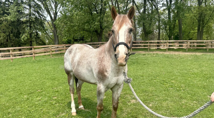 Adoptable horse Chappy