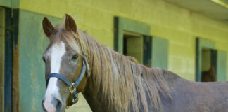 Adoptable horse Chevy.