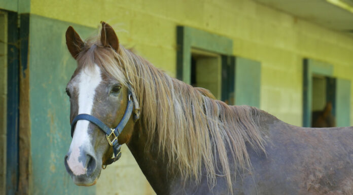 Adoptable horse Chevy.