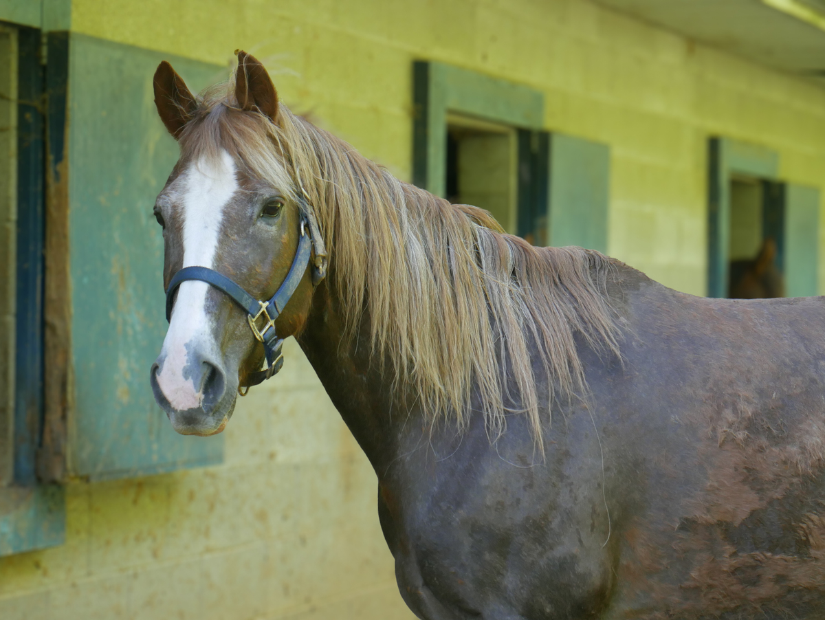 Adoptable horse Chevy.