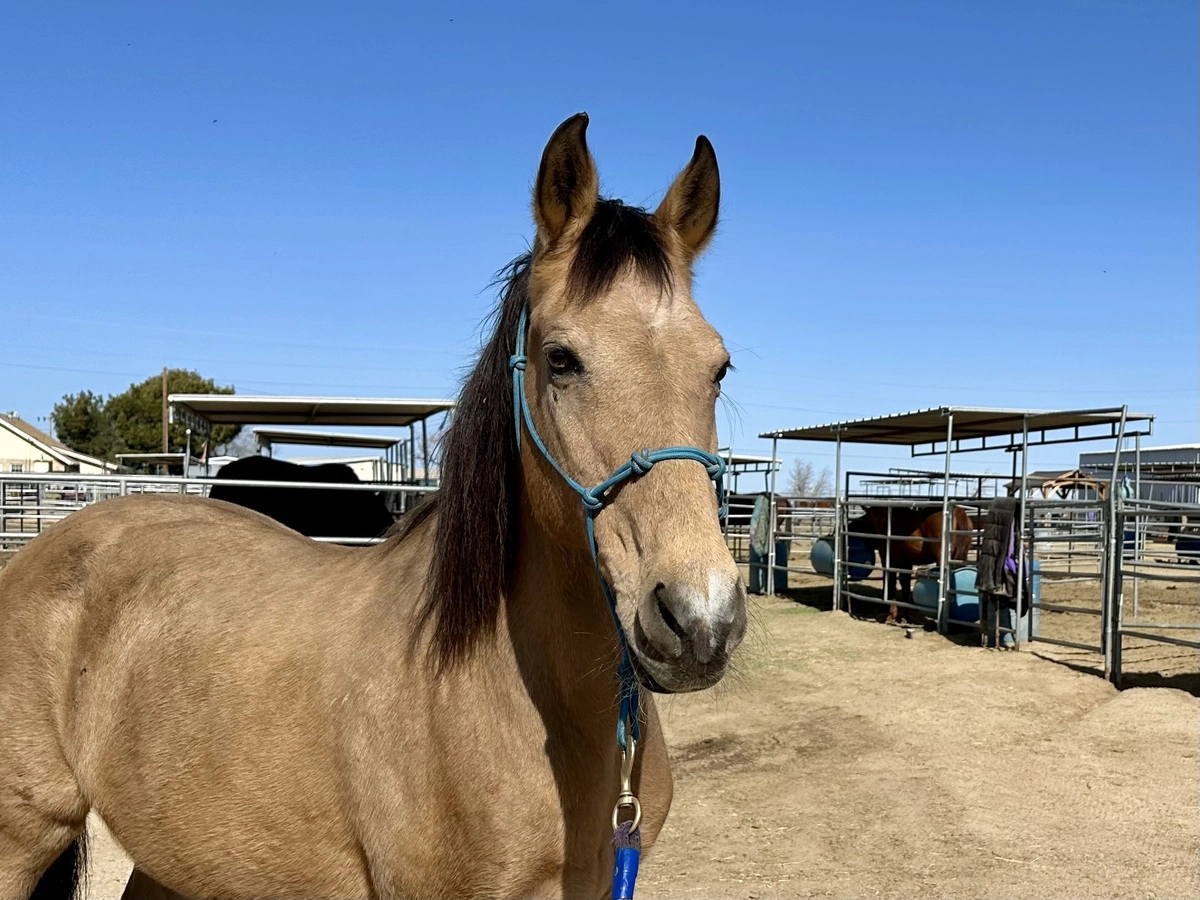 Adoptable horse Cheyenne.
