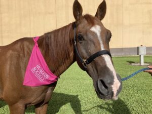 ASPCA Right Horse Adoptable Horse of the Week: Chicken Nugget
