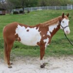 ASPCA Right Horse Adoptable Horse of the Week: Cisco Adoptable horse Cisco.