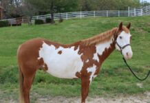 ASPCA Right Horse Adoptable Horse of the Week: Cisco Adoptable horse Cisco.