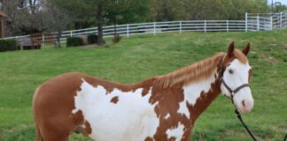 Adoptable horse Cisco.