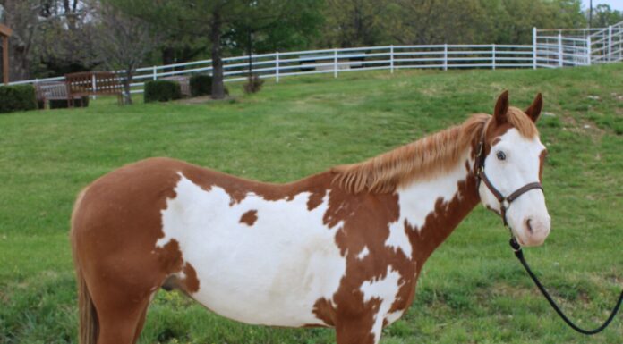 Adoptable horse Cisco.