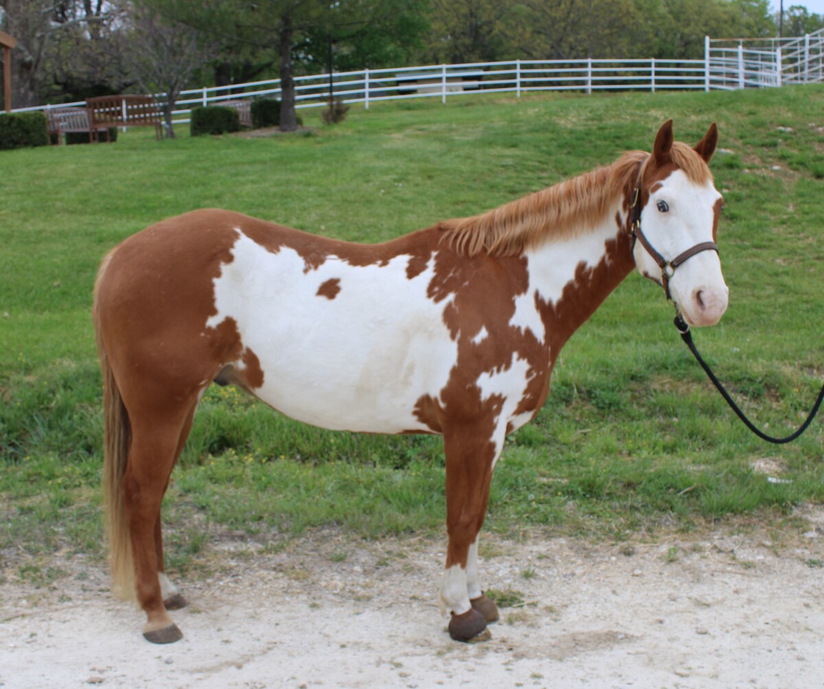 Adoptable horse Cisco.