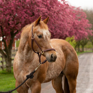 ASPCA’s Right Horse Adoptable Horse: Cooper