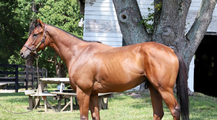 Adoptable horse Danger Ranger
