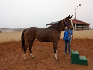 ASPCA Right Horse Adoptable Horse of the Week: Dawson City