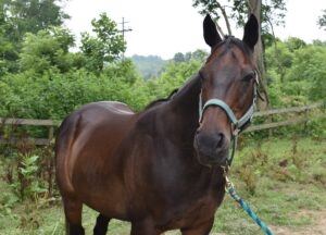 ASPCA Right Horse Adoptable Horse of the Week: Deforestation AKA Wheels