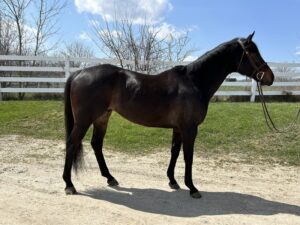 ASPCA Right Horse Adoptable Horse of the Week: Disney
