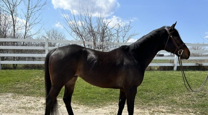 Adoptable horse Disney