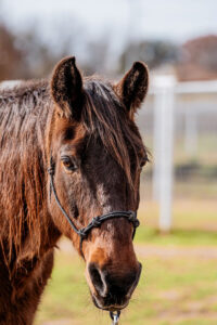 ASPCA Right Horse Adoptable Horse of the Week: Draco Malfoy
