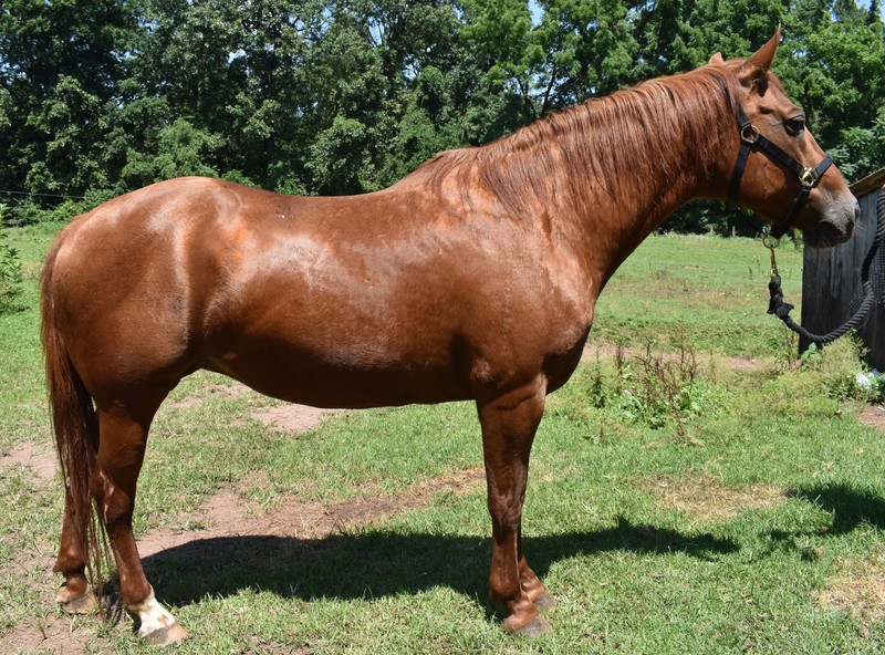 Conformation photo of adoptable horse Ears on Backwards