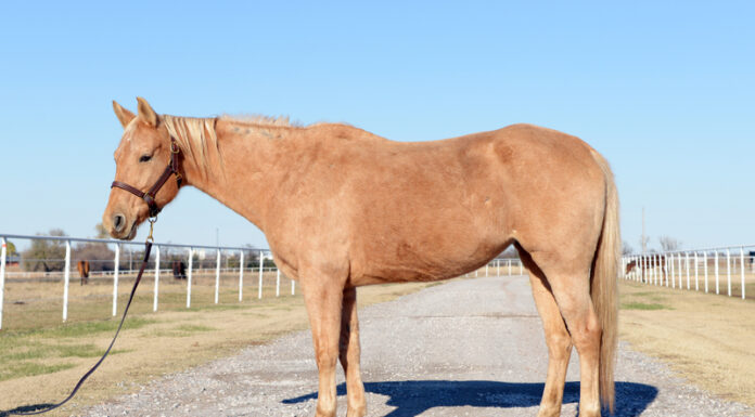 Adoptable horse Emerald