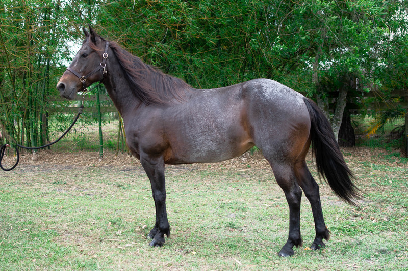 Adoptable horse Emma